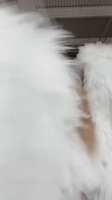 curvyllama - the look when he says he can t send from the joint account