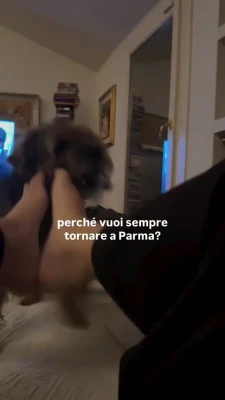 gioscottii - Humping my plush for 3 mins! Video!!