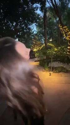 avaallan